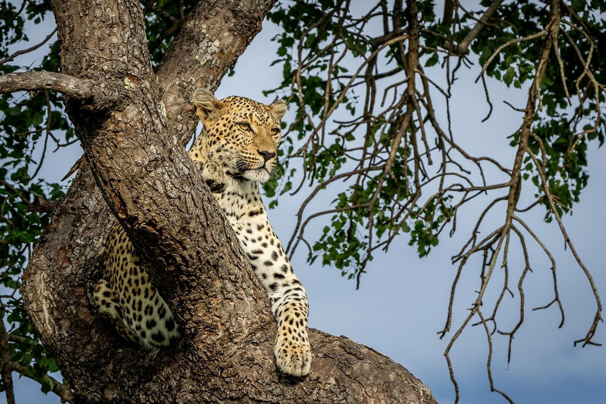 Tangala Safari Camp Villa Thornybush Game Reserve Exterior photo